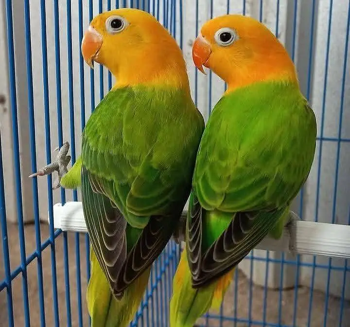 Love Birds — photo 2