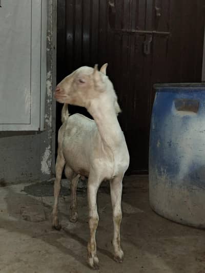 Gulabi Tedda White eyes