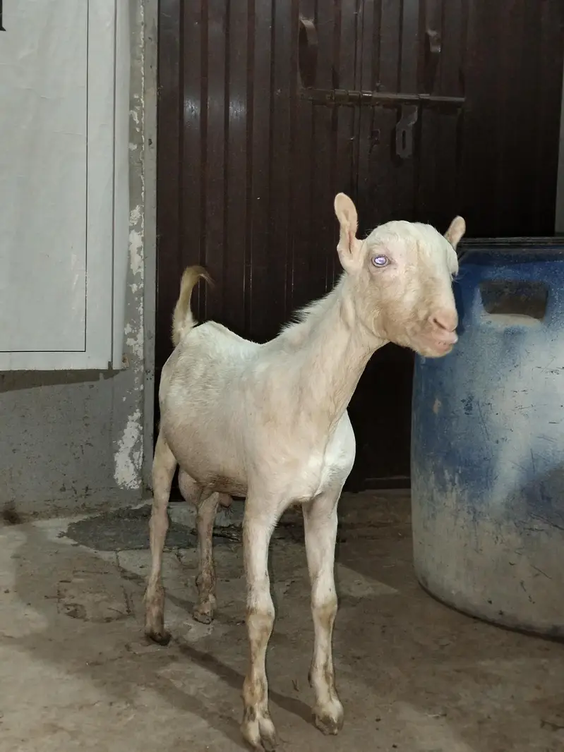 Gulabi Tedda White eyes — photo 2
