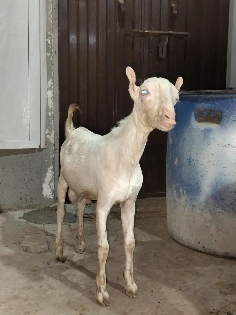 Gulabi Tedda White eyes — photo 3