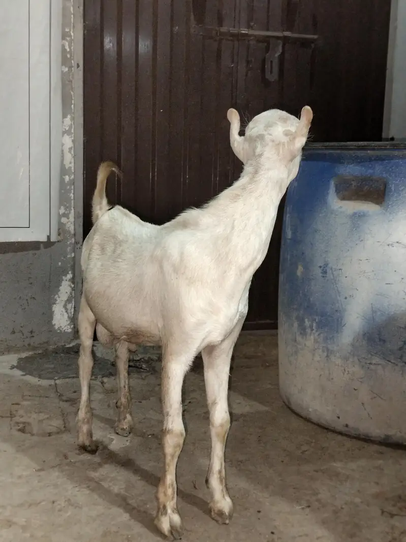 Gulabi Tedda White eyes — photo 4