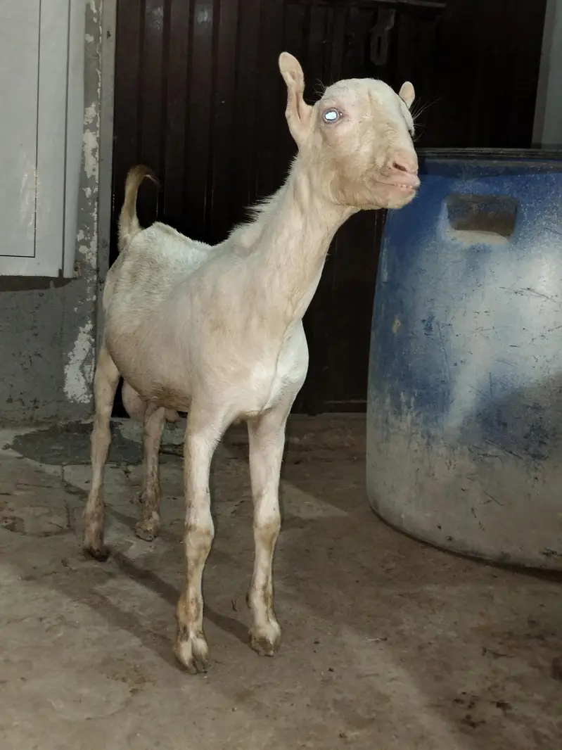 Gulabi Tedda White eyes — photo 5