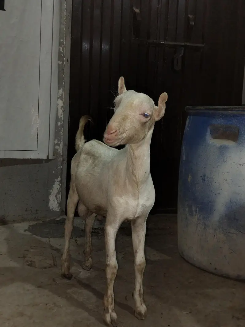 Gulabi Tedda White eyes — photo 6