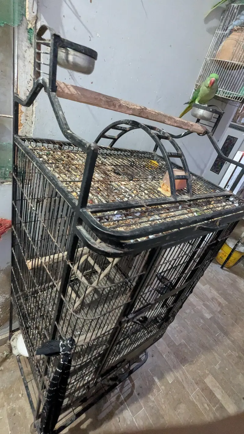iron cage. — photo 3