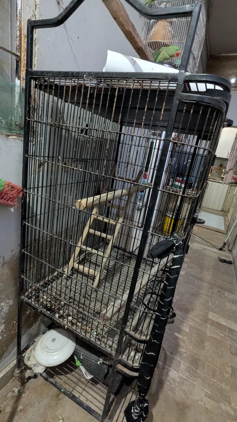 iron cage. — photo 4
