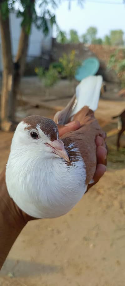 Khoobsurat aur Active Brown/White Kabootar Jora For Sale