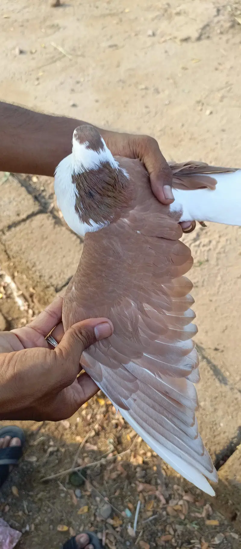 Khoobsurat aur Active Brown/White Kabootar Jora For Sale — photo 3