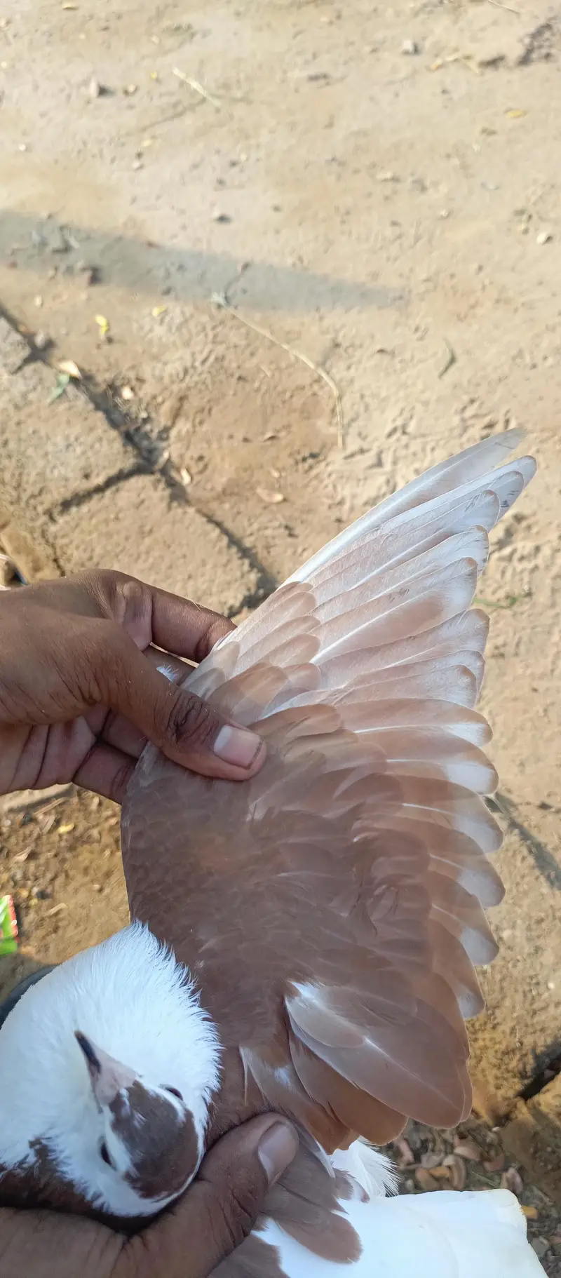 Khoobsurat aur Active Brown/White Kabootar Jora For Sale — photo 4