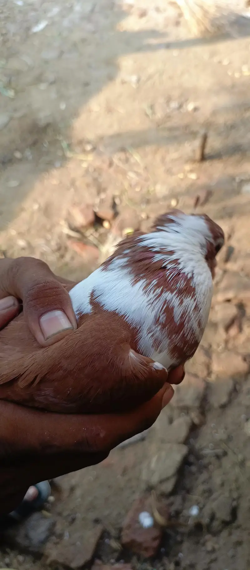 Khoobsurat aur Active Brown/White Kabootar Jora For Sale — photo 6
