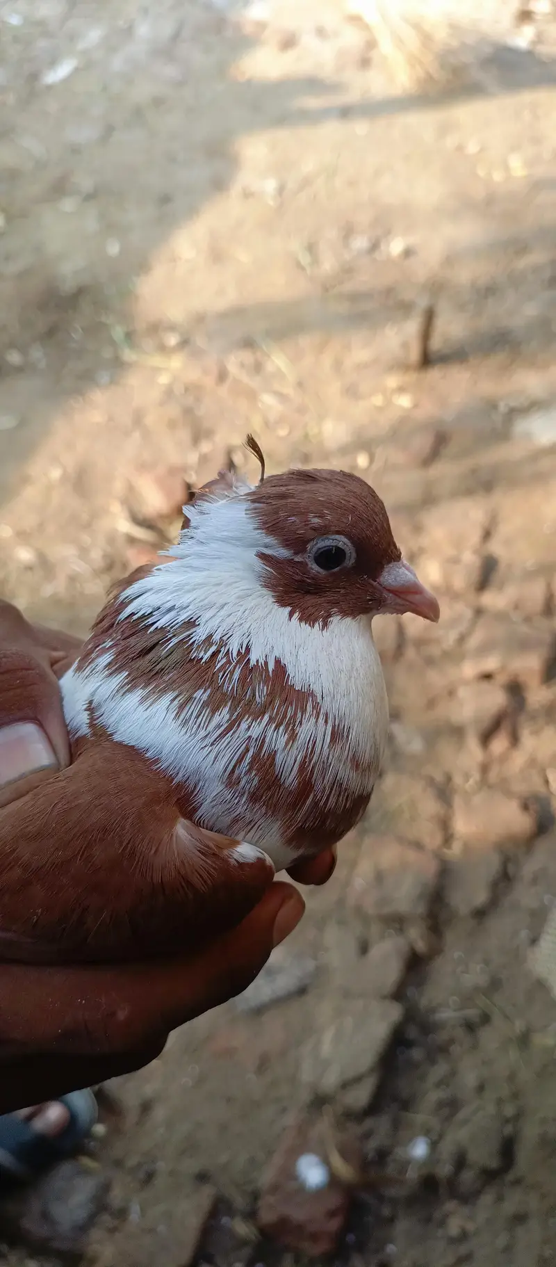Khoobsurat aur Active Brown/White Kabootar Jora For Sale — photo 7