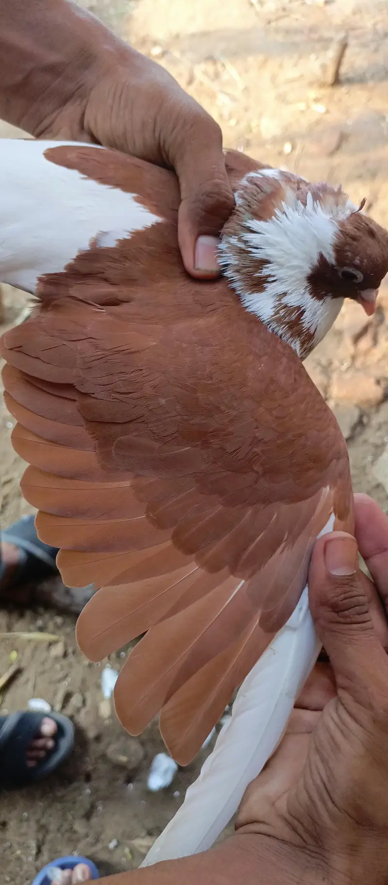 Khoobsurat aur Active Brown/White Kabootar Jora For Sale — photo 8