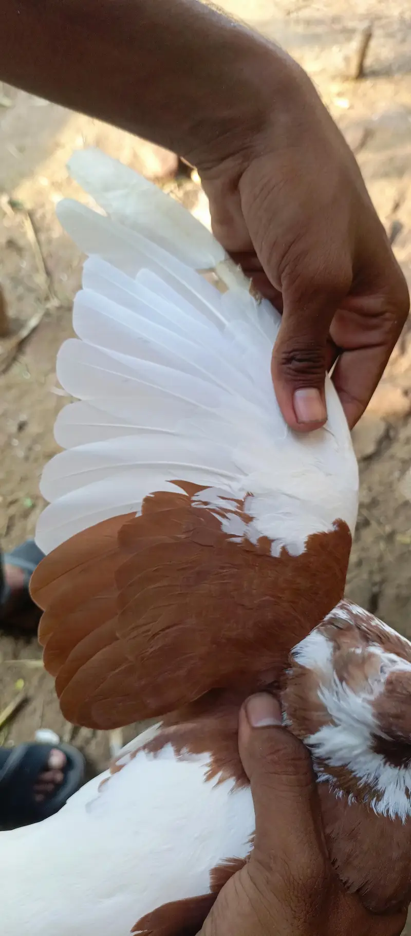 Khoobsurat aur Active Brown/White Kabootar Jora For Sale — photo 9