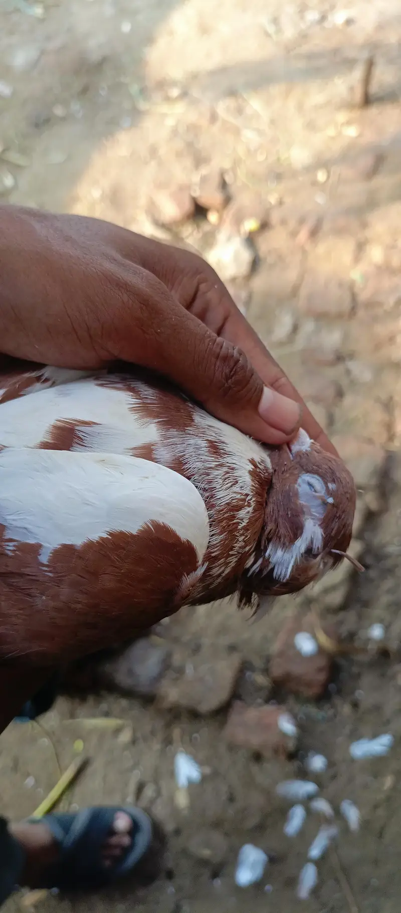 Khoobsurat aur Active Brown/White Kabootar Jora For Sale — photo 10