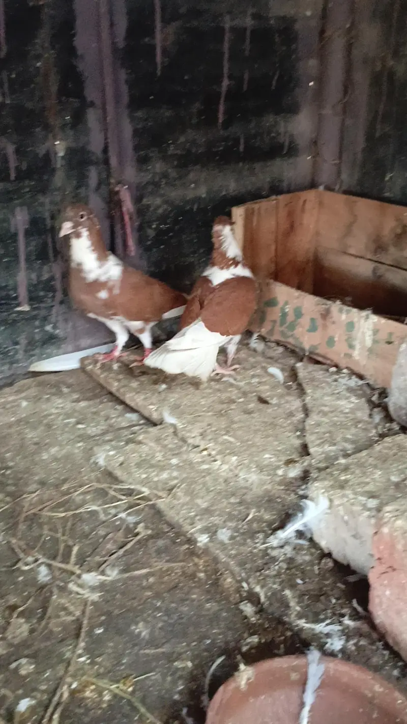 Khoobsurat aur Active Brown/White Kabootar Jora For Sale — photo 11