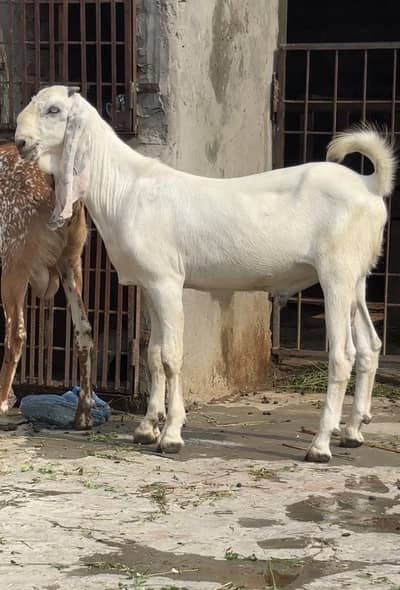 Amratsari  white buchaa outclass