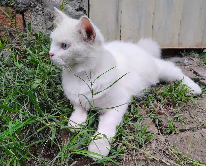 Pure White Persian Male Adult Cat For Sale. — photo 2