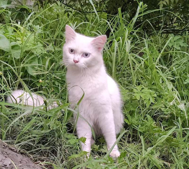 Pure White Persian Male Adult Cat For Sale. — photo 3