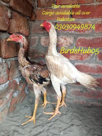 shamo pair available age 5month