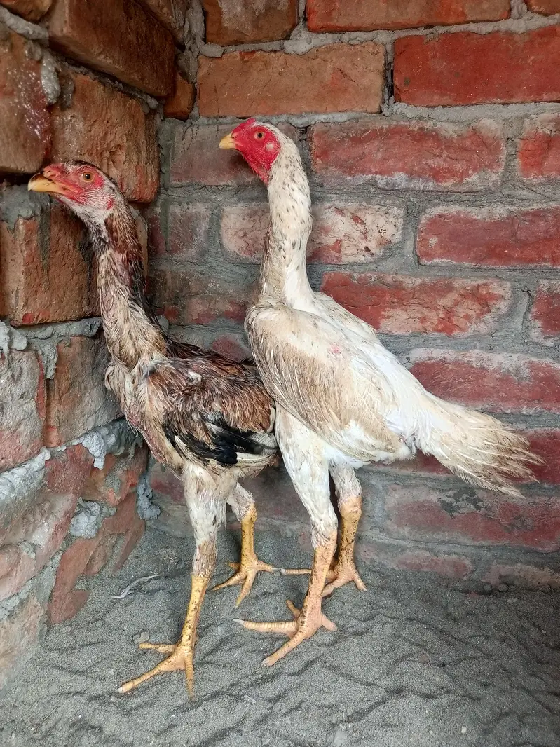 shamo pair available age 5month — photo 2
