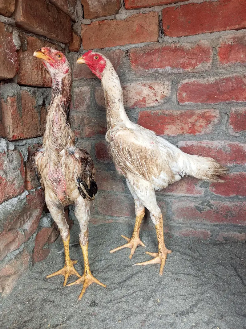shamo pair available age 5month — photo 3