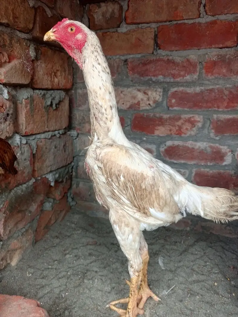 shamo pair available age 5month — photo 4