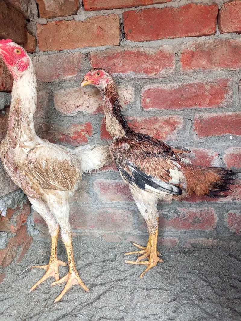 shamo pair available age 5month — photo 5