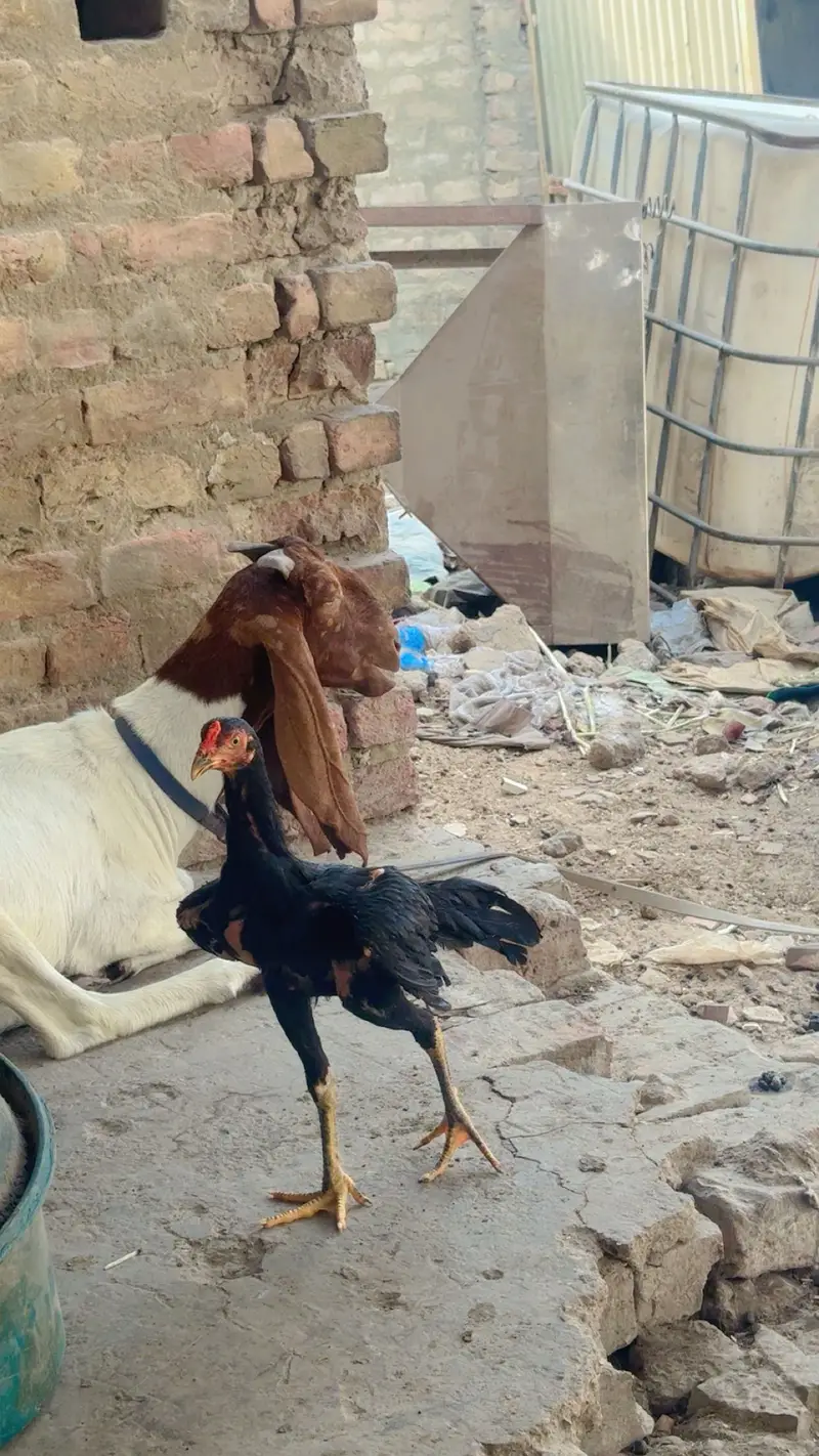 Mushka lassani — photo 2