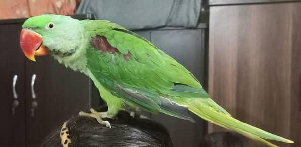 Kashmiri Raw parrot