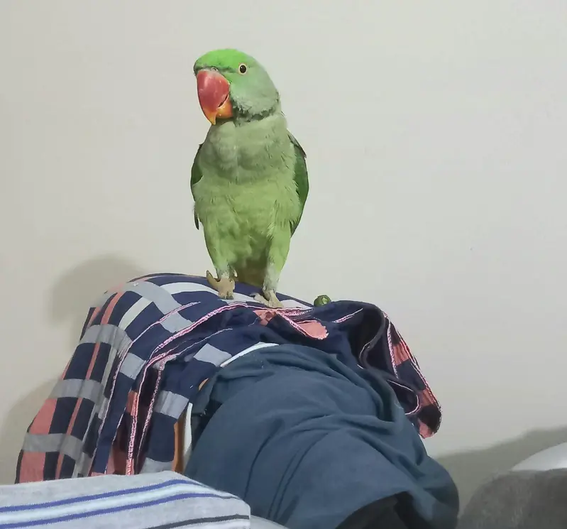 Kashmiri Raw parrot — photo 3