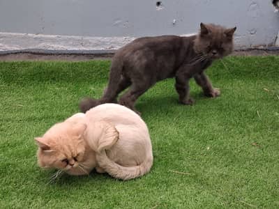 Persain cats