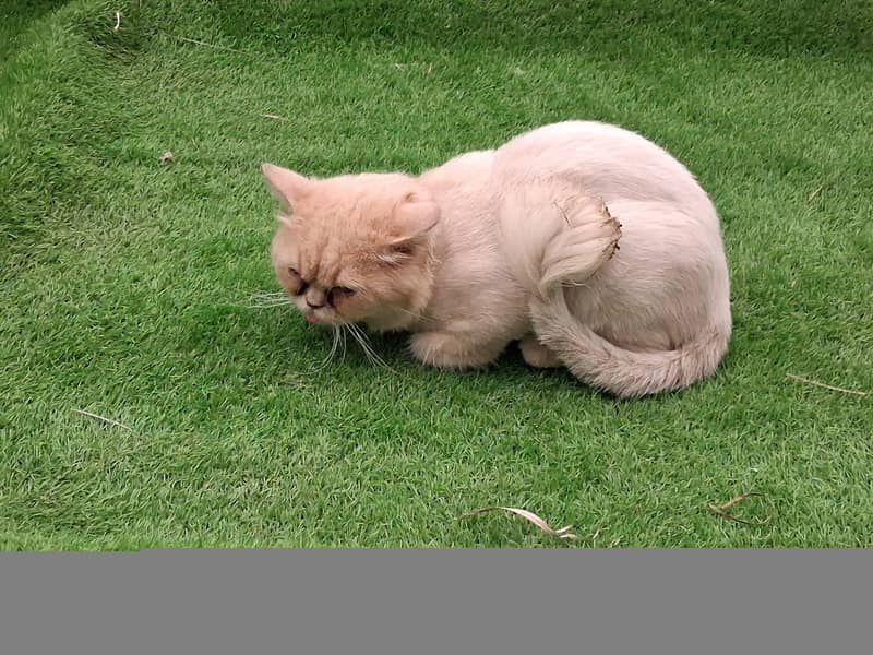 Persain cats 1