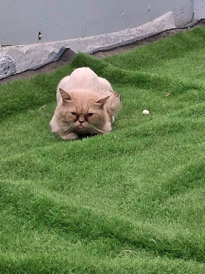 Persain cats 2