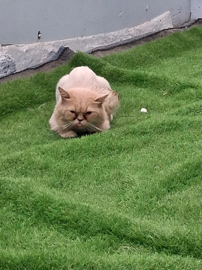 Persain cats — photo 3