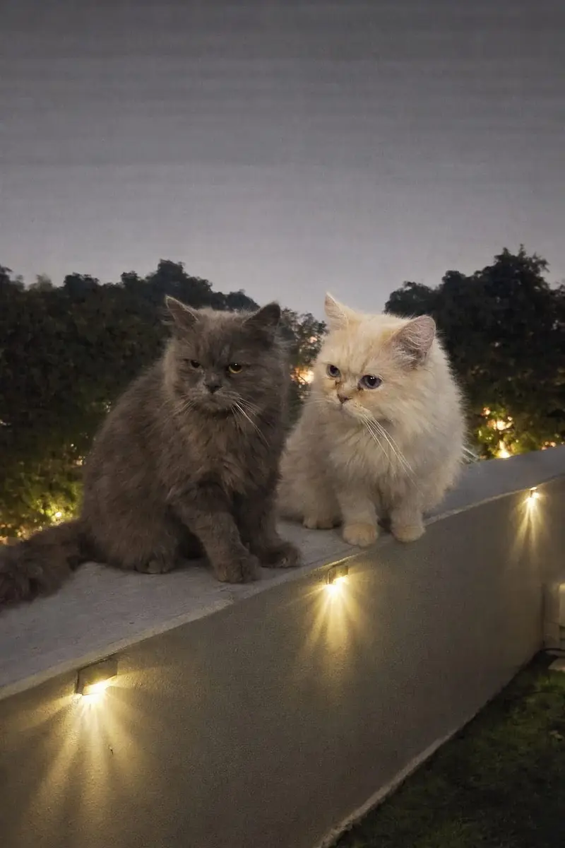 Persain cats — photo 4