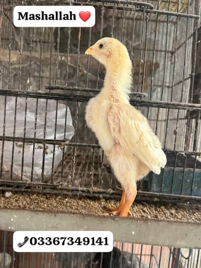 White Shamo 100 percent pure chiks available Special azadi offer