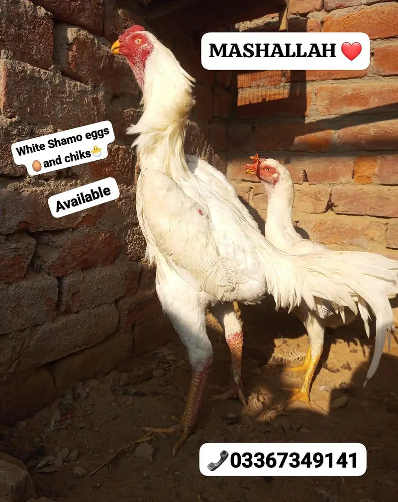 White Shamo 100 percent pure chiks available Special azadi offer — photo 2