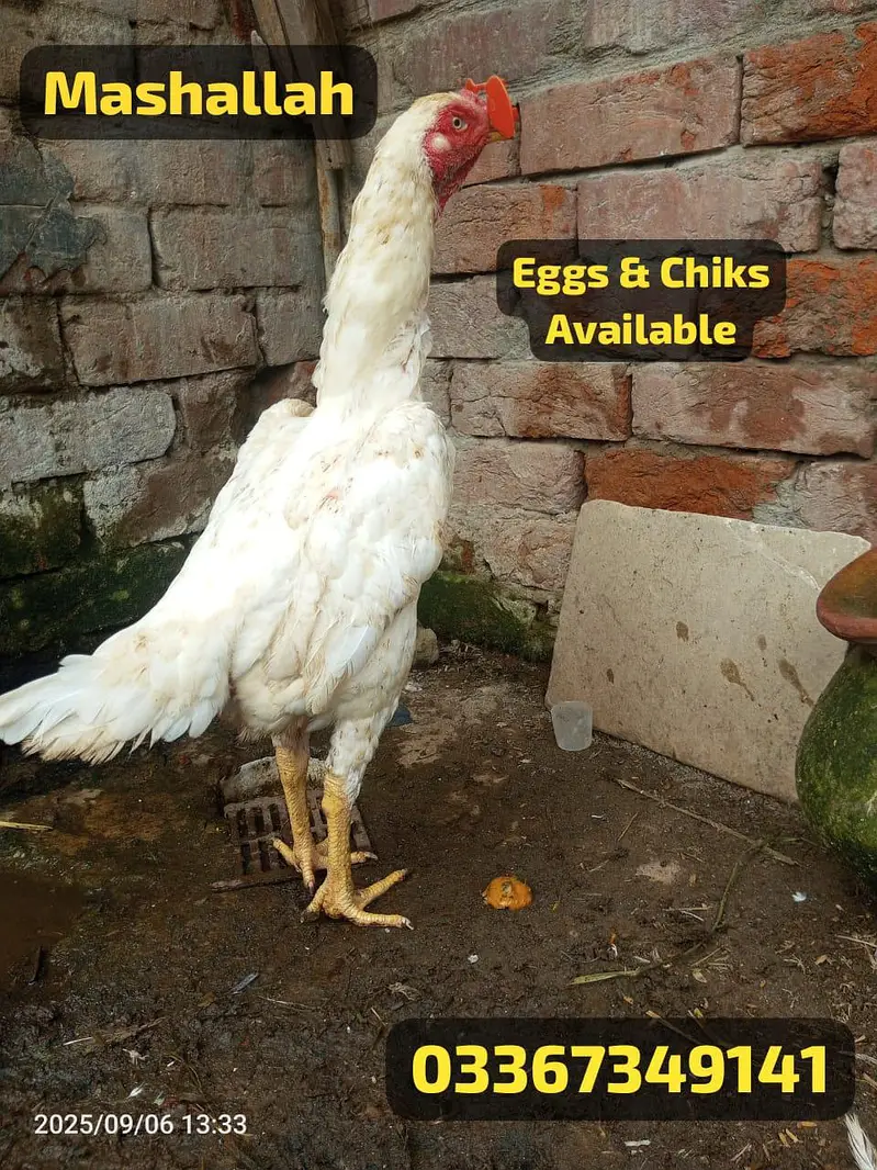 White Shamo 100 percent pure chiks available Special azadi offer — photo 3