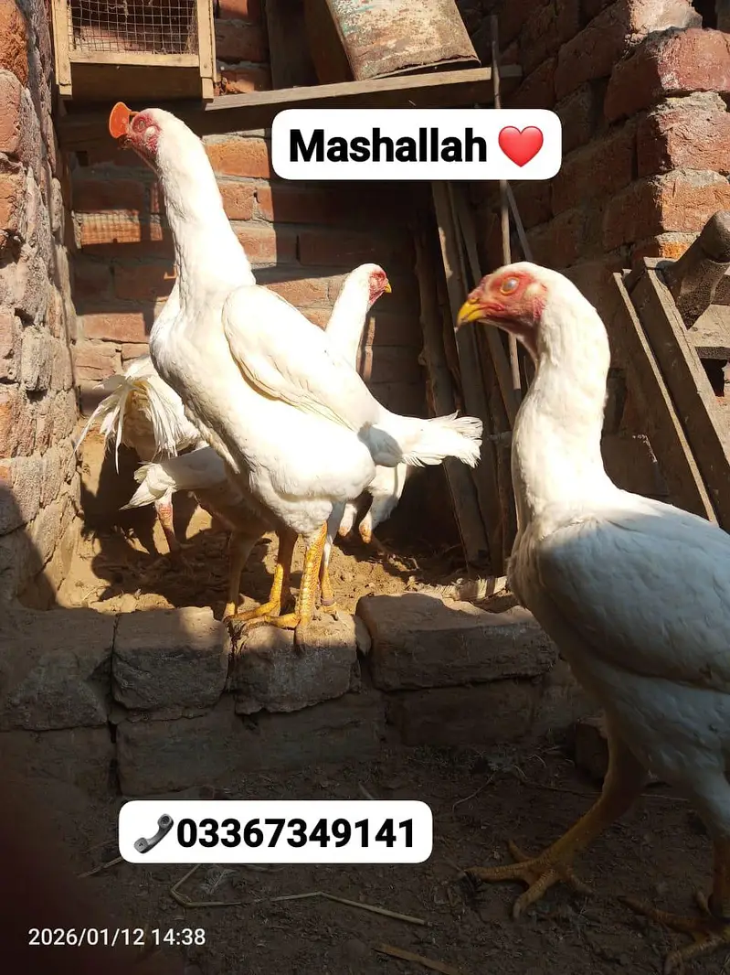 White Shamo 100 percent pure chiks available Special azadi offer — photo 4