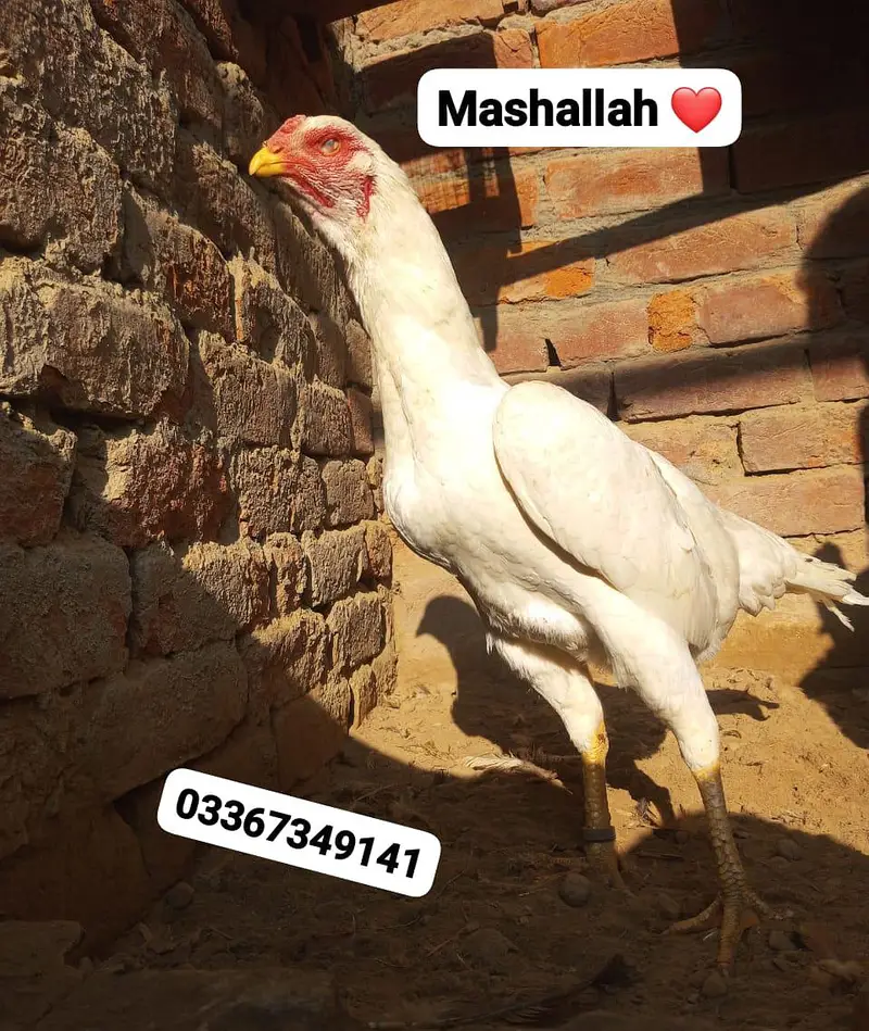 White Shamo 100 percent pure chiks available Special azadi offer — photo 5