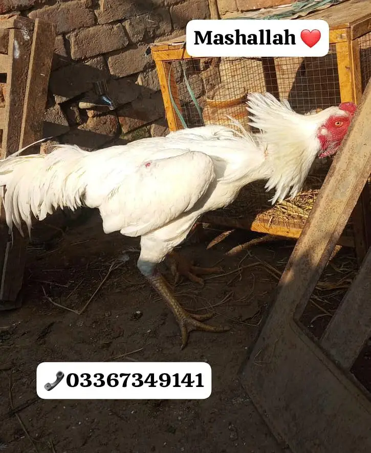 White Shamo 100 percent pure chiks available Special azadi offer — photo 6