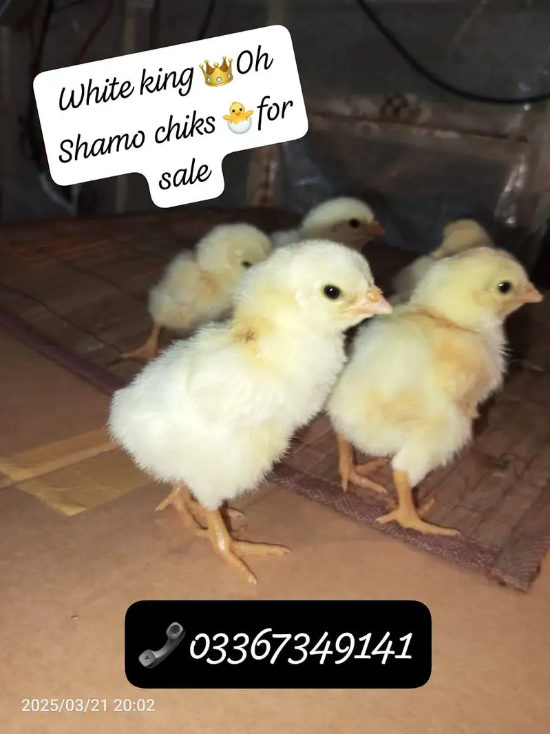 White Shamo 100 percent pure chiks available Special azadi offer — photo 7