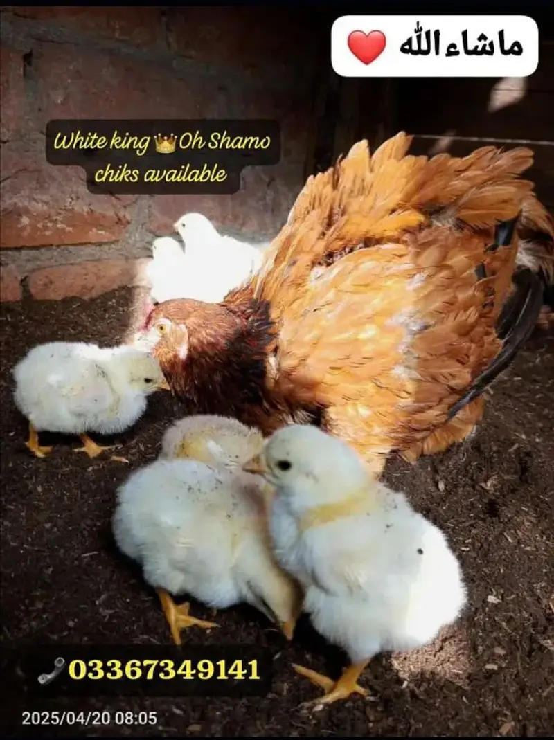 White Shamo 100 percent pure chiks available Special azadi offer — photo 8