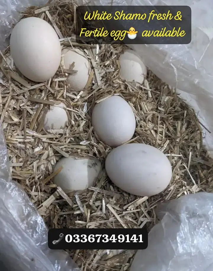 White Shamo 100 percent pure chiks available Special azadi offer — photo 9