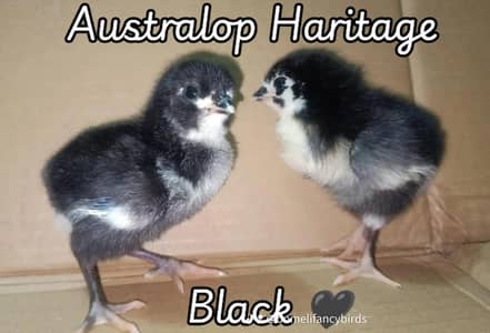 Haritage Australorp/Australorp Heritage/Chikes