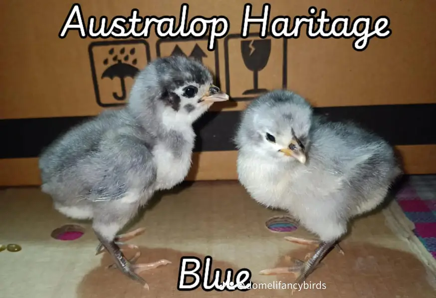 Haritage Australorp/Australorp Heritage/Chikes — photo 2