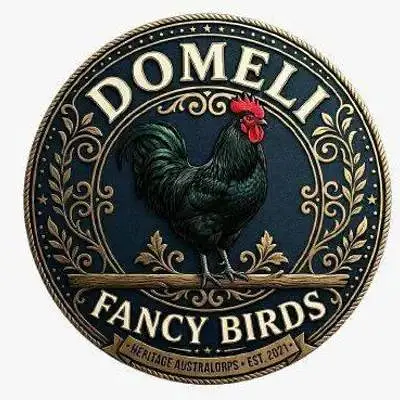 Haritage Australorp/Australorp Heritage/Chikes — photo 3