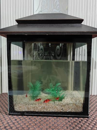 Aquarium and Fish