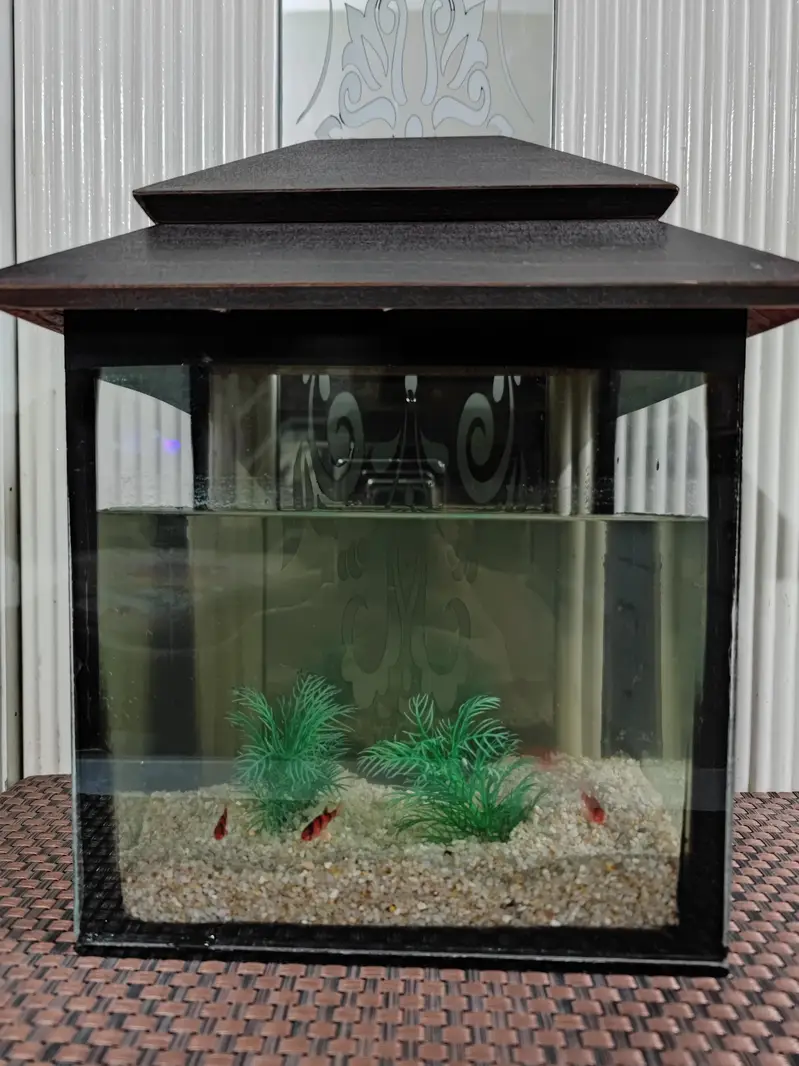 Aquarium and Fish — photo 2