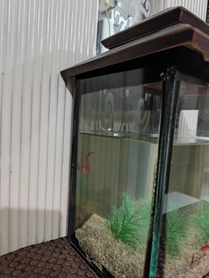 Aquarium and Fish — photo 3
