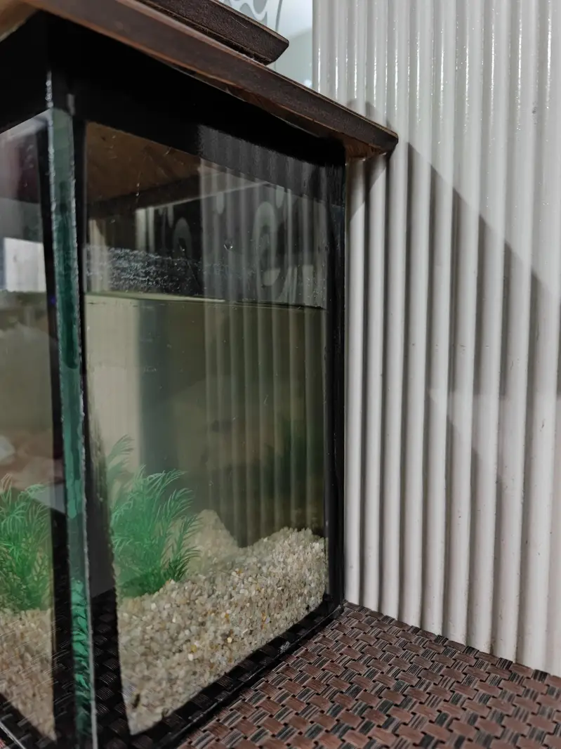 Aquarium and Fish — photo 4